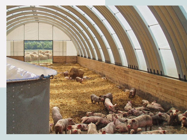 Строительство свинарников в Курске